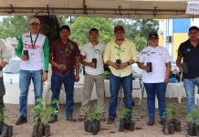 Entrega gratuita de arbolitos maderables
